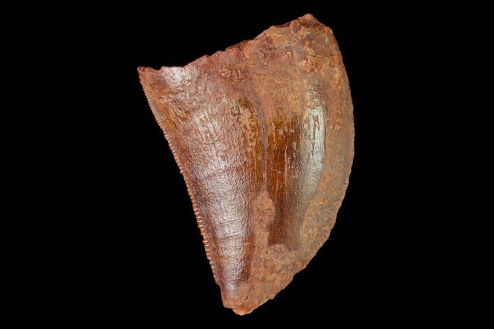 Serrated, Juvenile Carcharodontosaurus Tooth - Morocco #134988